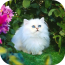 猫花酷壁纸