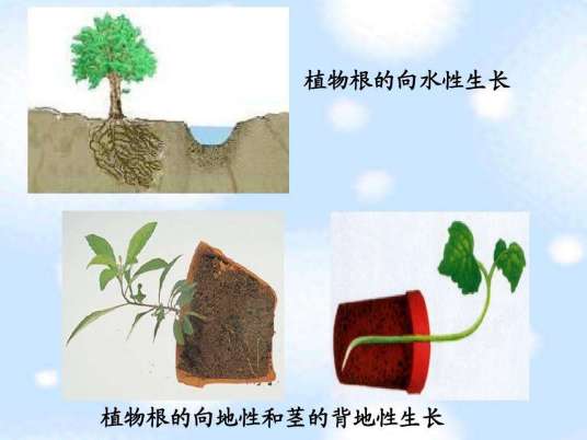 背地性