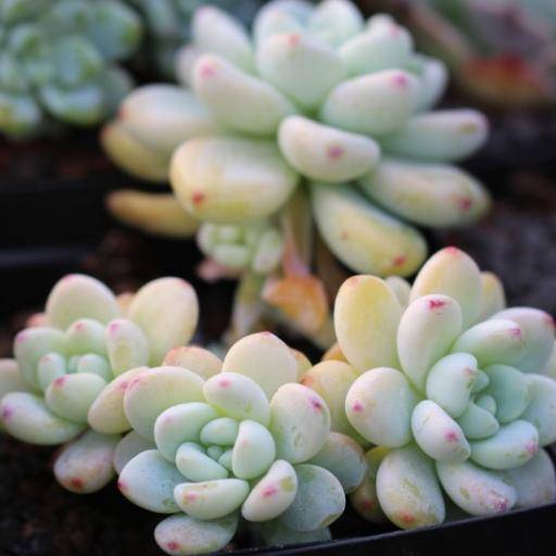 罗琦（景天科景天属多肉植物）