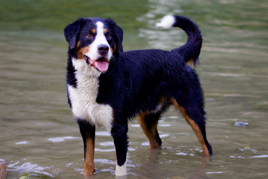 伯恩山犬