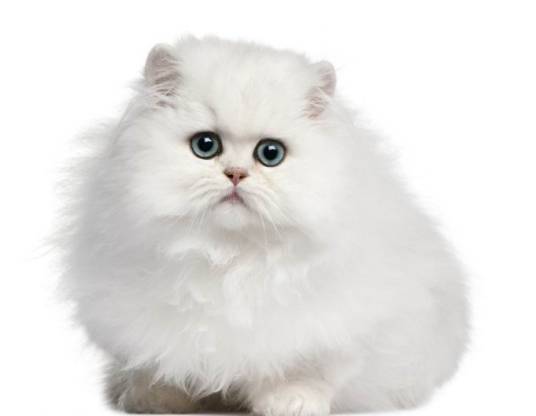宠物猫（人们为了消除孤寂或出于娱乐目的而豢养的动物）