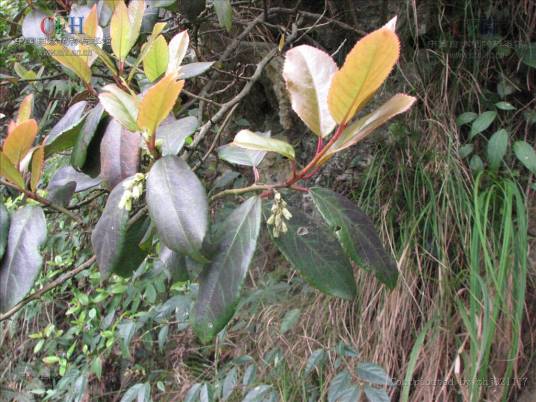 矩圆叶旌节花