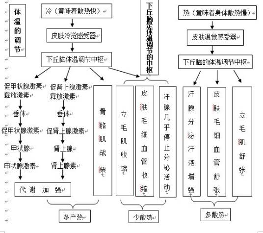 人体体温调节系统