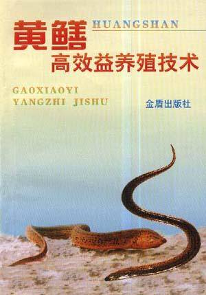 黄鳝高效益养殖技术