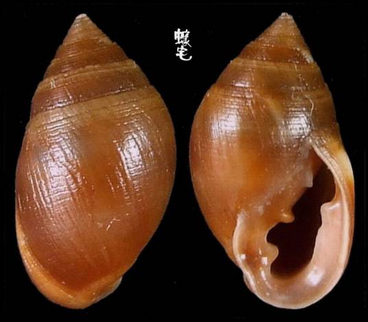 椎实螺