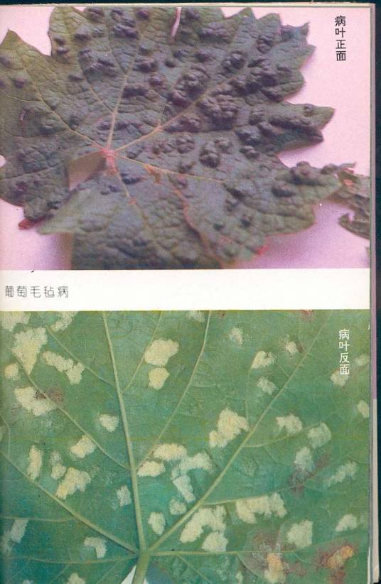 葡萄毛毡病