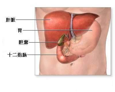 胆囊管