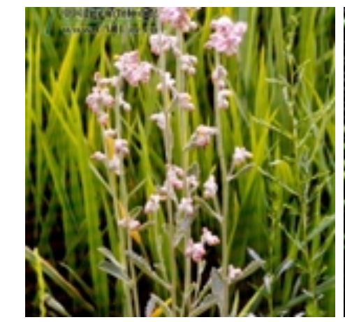 毛毡草（桔梗目菊科艾纳香属植物）