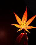 好爸爸，坏爸爸（一叶幽兰创作的网络小说）