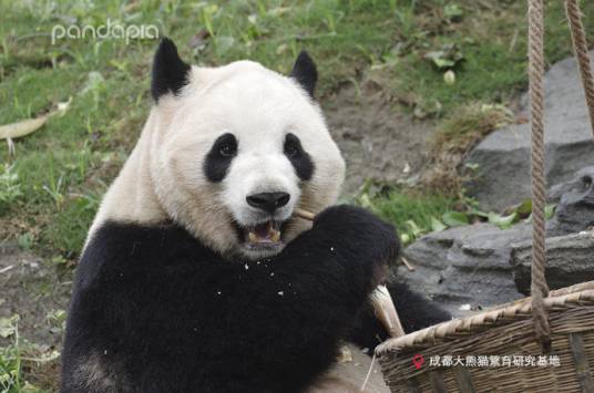 大熊猫晶晶（2005年出生在成都大熊猫繁育研究基地的大熊猫）