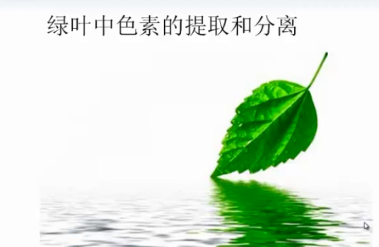 绿叶中色素的提取和分离