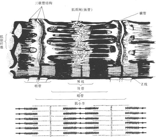 肌原纤维