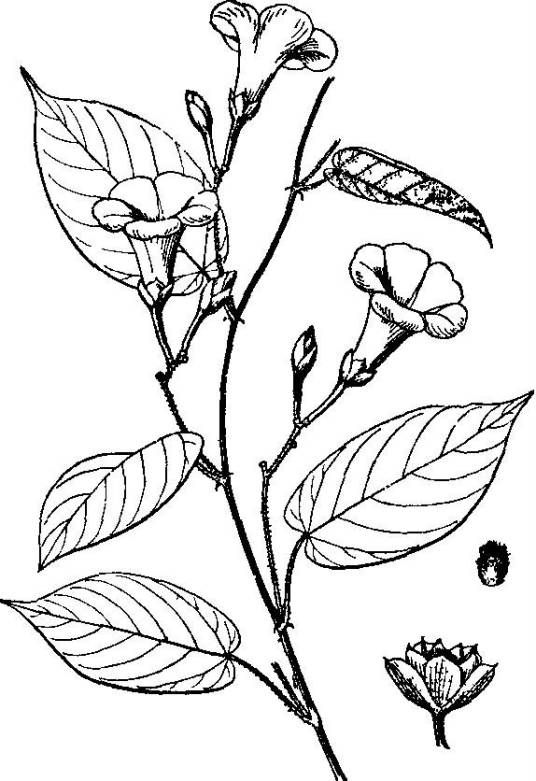 伞花茉栾藤