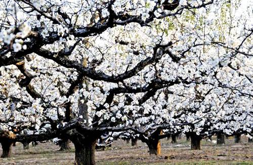 中国·宁陵梨花节