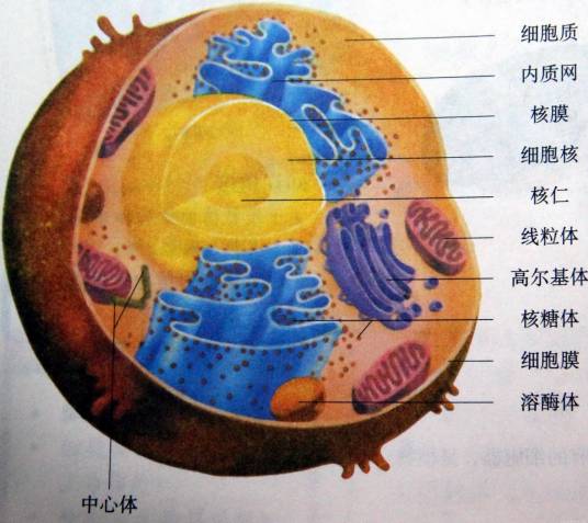 组织间隙液