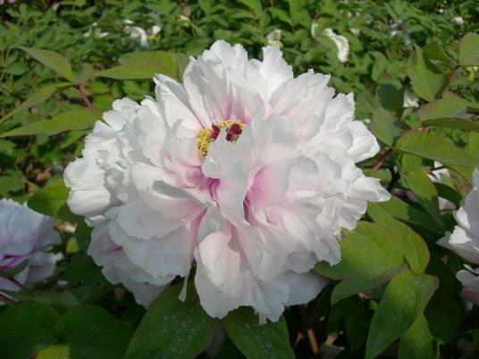 如花似玉(芍药属牡丹栽培品种)