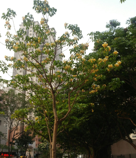 树头菜(山柑科鱼木属植物)