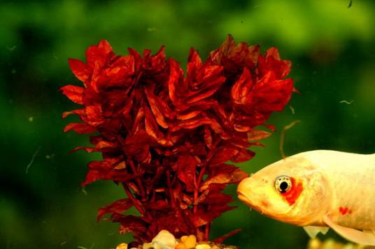 红蝴蝶（红色水草）