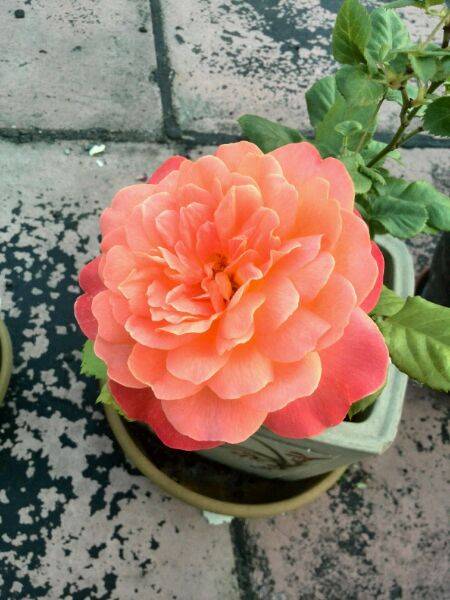 玛利亚(热销的切花月季品种之一)