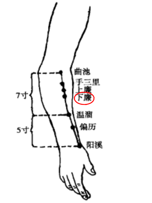 下廉（针灸穴位）