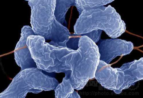 病原体(可造成人或动植物感染疾病的微生物和寄生虫)