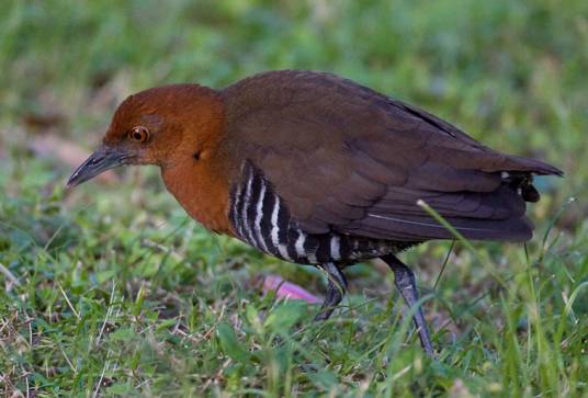 白喉斑秧鸡海南亚种
