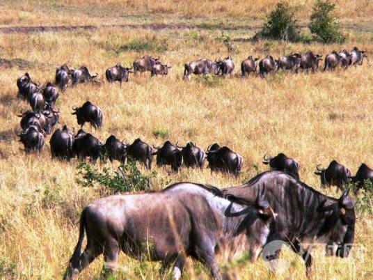 东非动物大迁徙