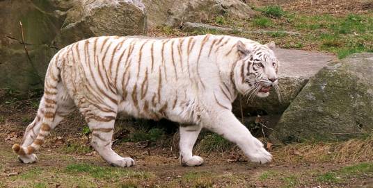 白化东北虎