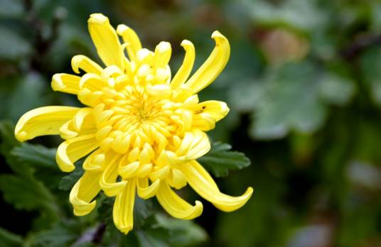 秋菊（菊科菊属植物）