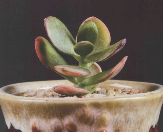 花月(景天科植物名称)