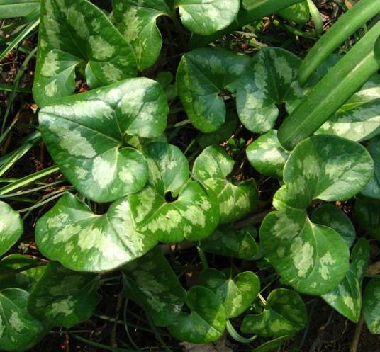 杜衡（马兜铃科细辛属植物）