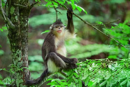 滇金丝猴（猴科仰鼻猴属动物）