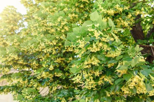 椴树（椴树科椴属植物）