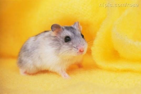 宠物鼠