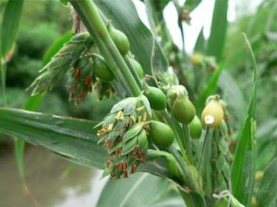 薏仁米（食品）