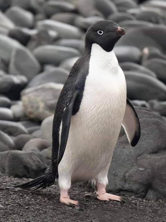 阿德利企鹅（企鹅科阿德利企鹅属鸟类）