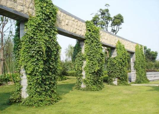 立体绿化（各种构筑物及其它空间结构上的绿化方式）