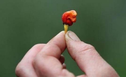 龙息（辣椒品种）