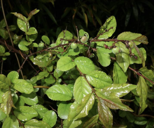雀梅藤（鼠李科雀梅藤属植物）