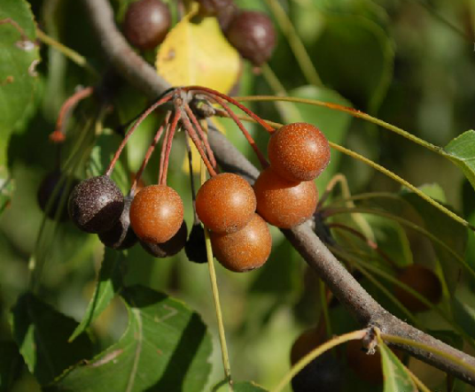 杜梨（蔷薇科梨属植物）