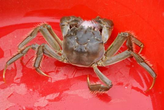 毛蟹（弓蟹科绒螯蟹属动物）