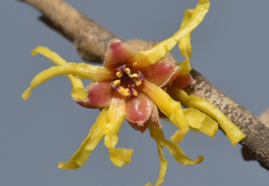 金缕梅(金缕梅科金缕梅属植物)