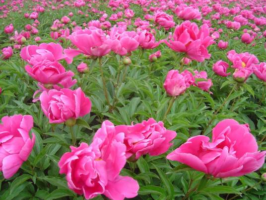 药用植物（医药学术语）