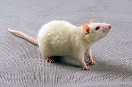 大白鼠