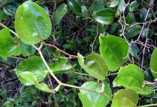 金刚藤(双子叶植物纲百合科植物)