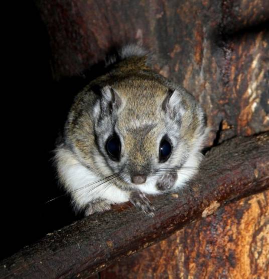 小飞鼠（啮齿目松鼠科动物）
