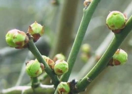 绿萼梅（中药）