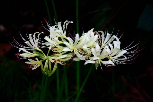 曼陀罗华（石蒜科石蒜属植物）