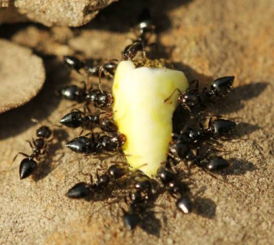 觅食(动物生存行为)