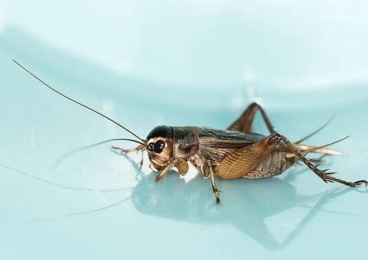 油葫芦(直翅目蟋蟀科油葫芦属下的动物)